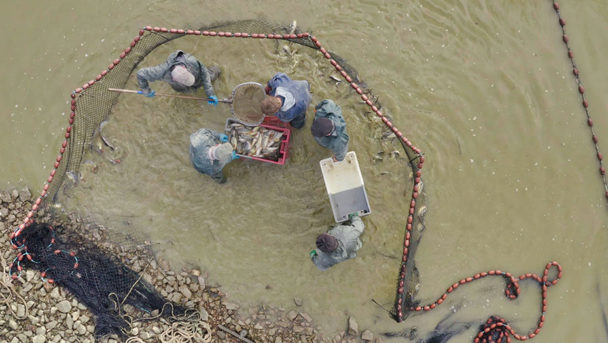 Vue en drone pêche dombes